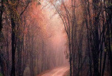 二手车：市场分析与购买指南